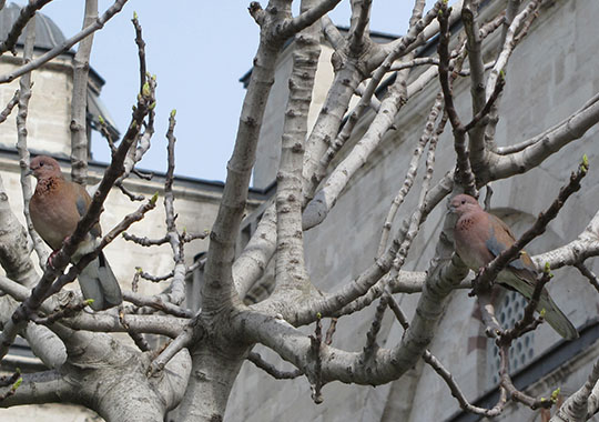 Blue Mosque doves, Istanbul