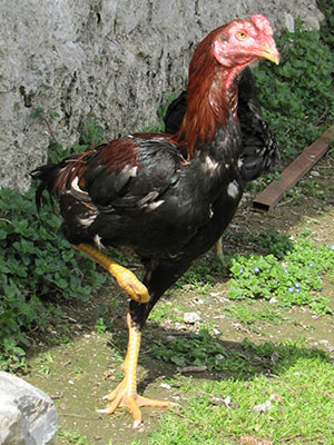 Istanbul rooster