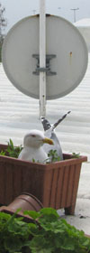 nesting seagull on a rooftop in Istanbul at The Cheshire Cat Blog