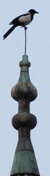 Magpie on top of the minaret of the Ishak Pasha Mosque, Istanbul (built 1482) at The Cheshire Cat Blog