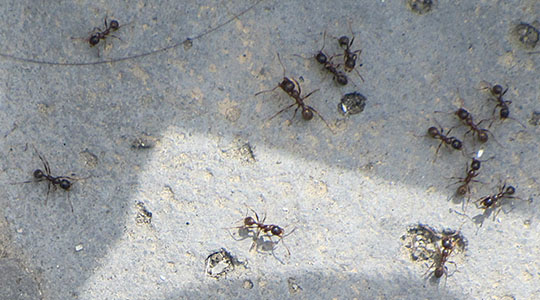Istanbul ants