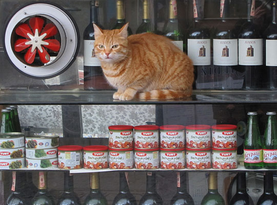 grocery store cat, Istanbul