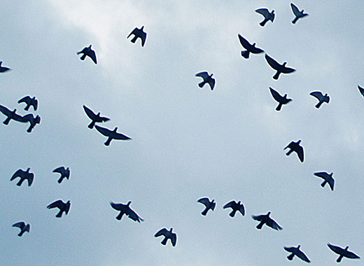 flock of flying pigeons, Istanbul