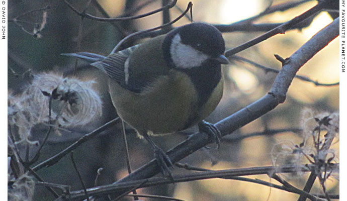 A great tit by David John at The Cheshire Cat Blog