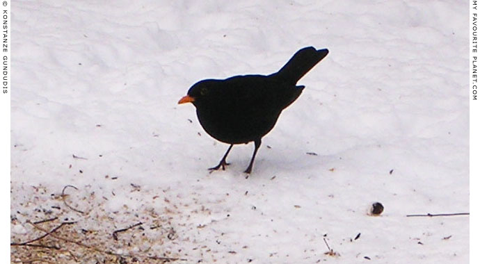 A blackbird in the snow by Konstanze Gundudis, Berlin, Germany at The Cheshire Cat Blog