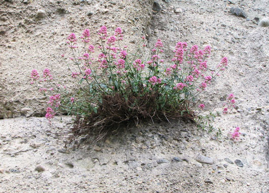 Wild flowers growing on a rock face in Meteora, Greece at The Cheshire Cat Blog