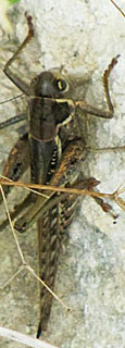 Jiminy Cricket on a rockface in Didymoteicho, Greece at The Cheshire Cat Blog
