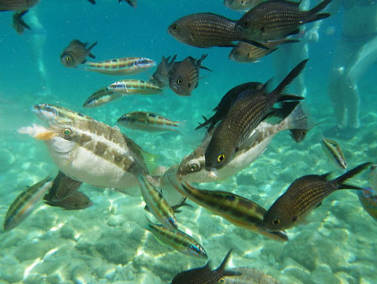 Fish on holiday in Stoupa, near Kalamata, Peloponnese, Greece at The Cheshire Cat Blog