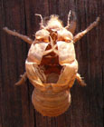 Insect larva casing at The Cheshire Cat Blog