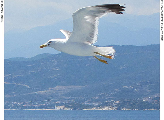 Kavala seagull at The Cheshire Cat Blog