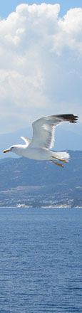 Seagull flying over the Northern Aegean Sea near Thassos, Greece at The Cheshire Cat Blog