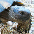 Tortoise in a central Athens garden at The Cheshire Cat Blog