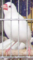 Bird in a cage outside a petshop on Athinas Street, Athens, Greece at The Cheshire Cat Blog