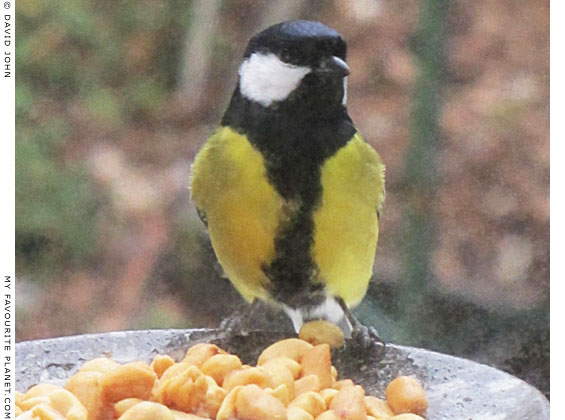 A great tit (Parus major) eating peanuts at The Cheshire Cat Blog