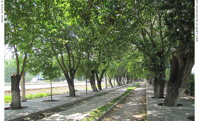 Avenue of mulberry trees along the road between Selcuk and Ephesus, Turkey at The Cheshire Cat Blog