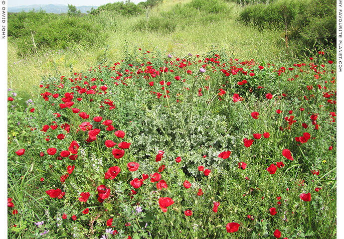 A field of poppies in Ephesus, western Turkey at The Cheshire Cat Blog
