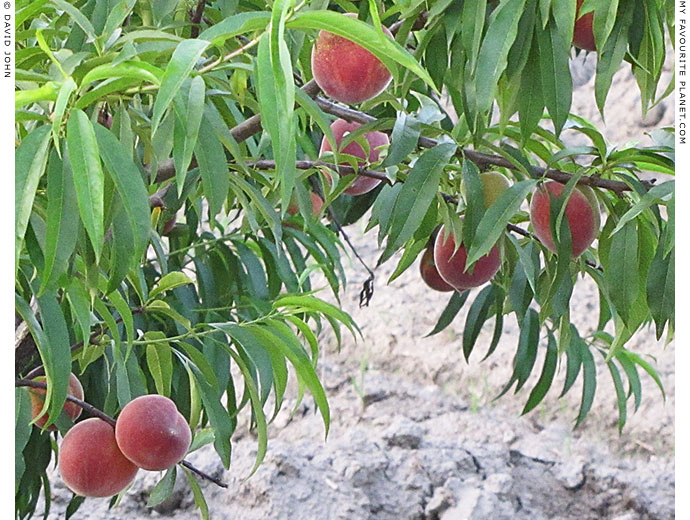Peaches growing in Ephesus, Turkey at The Cheshire Cat Blog