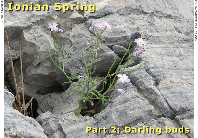 Ionian Spring Part 2: Darling buds at The Cheshire Cat Blog