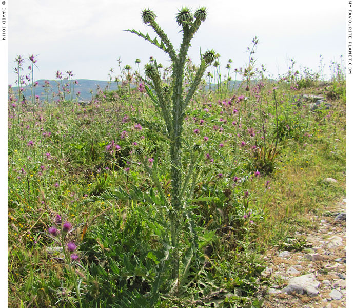 A two metre high thistle in Miletos, Turkey at The Cheshire Cat Blog