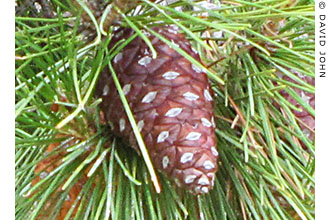 Pine cone in Priene, Turkey