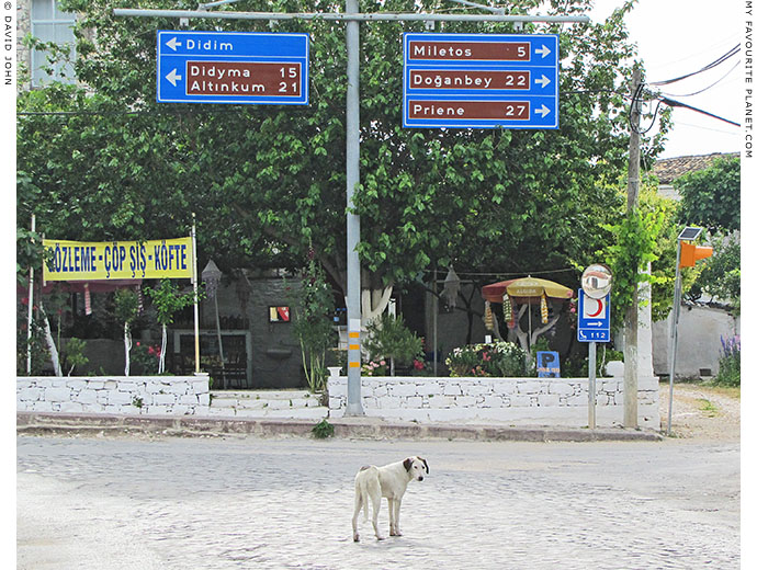 A white dog at the crossroads in Akköy village, Turkey at The Cheshire Cat Blog