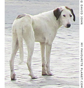 A white dog in Akköy village, Turkey