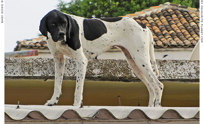 A dog on the roof of a shop in Akköy village, Turkey at The Cheshire Cat Blog