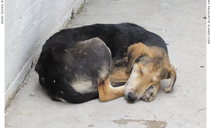 Sleeping dog in Akköy village, Turkey at The Cheshire Cat Blog