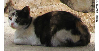 A local cat takes a break in Didyma, Turkey