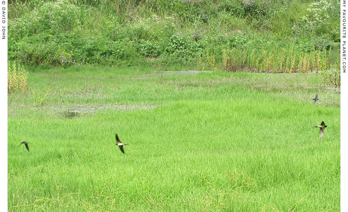 Swallows fly over the marshland around the Artemision, Ephesus, Turkey at The Cheshire Cat Blog