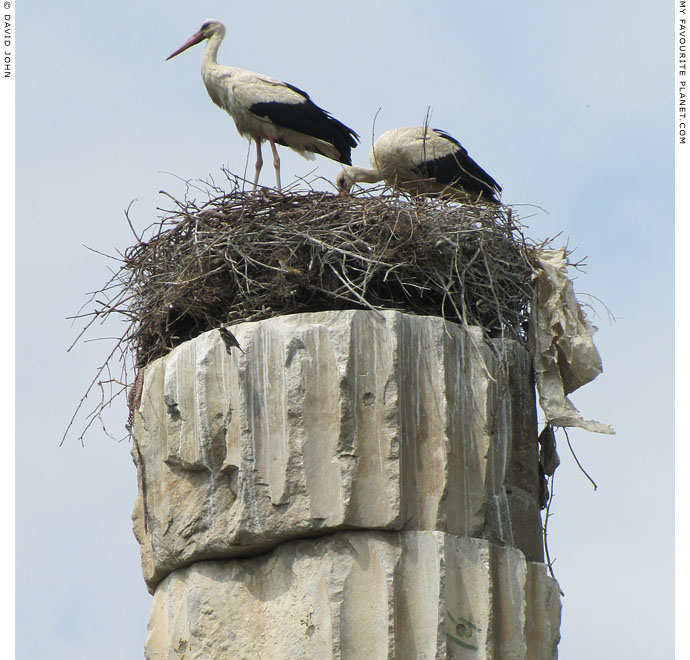 White storks nesting on a column of the Artemision in Ephesus, Selcuk, Turkey at The Cheshire Cat Blog