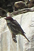 A sparrow on a column of the Artemision in Ephesus, Turkey