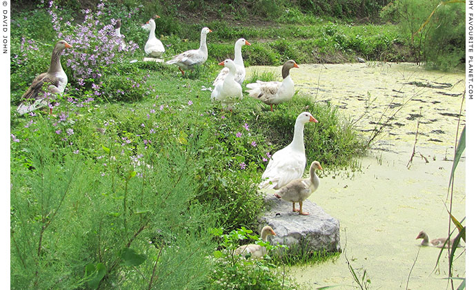 Geese in the flooded marshland around the Artemision, Ephesus, Turkey at The Cheshire Cat Blog