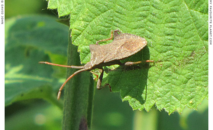 A bug on a leaf in Ephesus, Turkey at The Cheshire Cat Blog