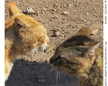 Two cats face-off, Ephseus, Turkey