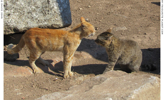 Fighting cats in Ephesus, Turkey at The Cheshire Cat Blog