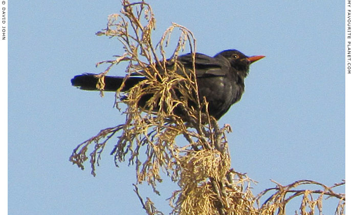 A blackbird in a tree in Ephesus, Turkey at The Cheshire Cat Blog