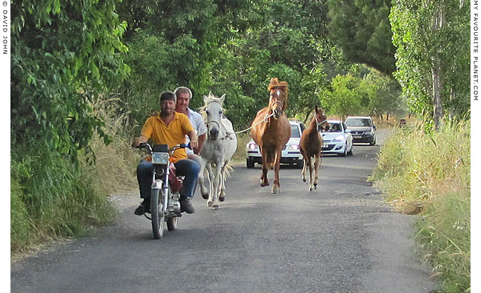 Horses running along a country road, near the Cave of the Seven Sleepers, Ephesus, Turkey at The Cheshire Cat Blog