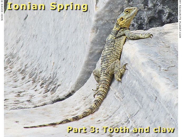 Starred agama lizard (Laudakia stellio) in the theatre of Miletos, Turkey at The Cheshire Cat Blog