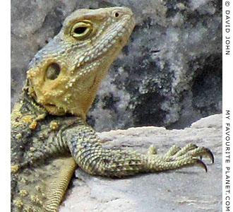A starred agama lizard (Laudakia stellio) at his desk