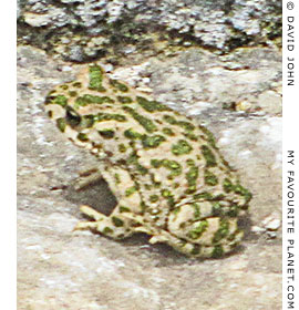 A green toad sits in the theatre of Miletos, Turkey