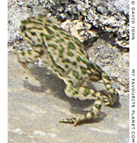 A jumping green toad in the theatre, Miletos, Turkey