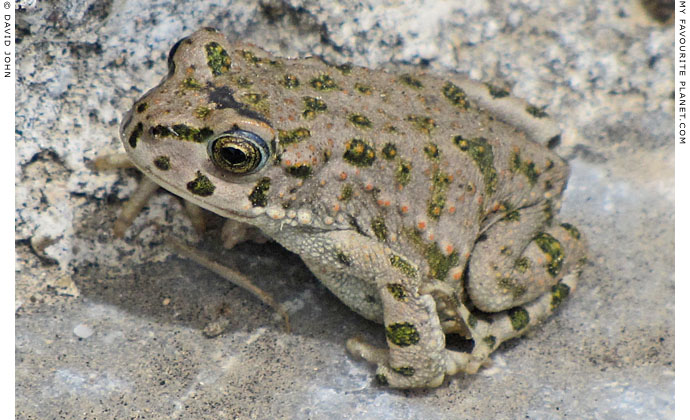 A green toad (Bufo viridis) in the theatre of Miletos, Turkey at The Cheshire Cat Blog
