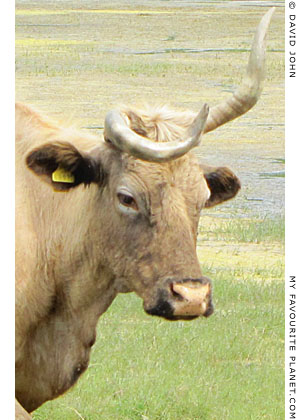 Cow with crooked horns, Miletos, Turkey