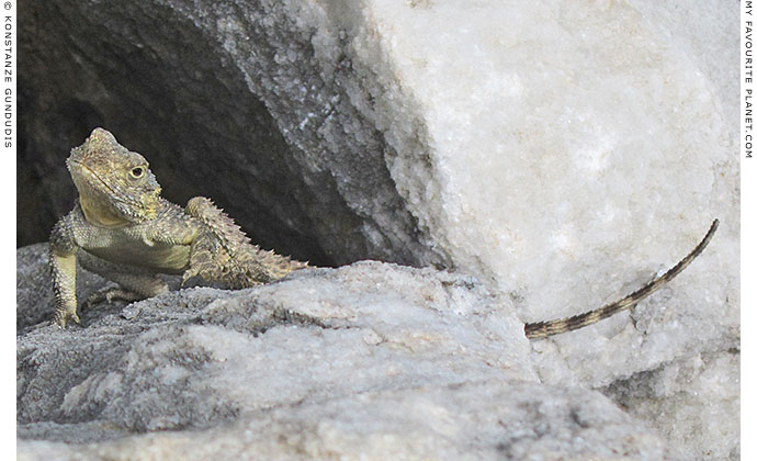 A starred agama lizard in the theatre of Miletos, Turkey at The Cheshire Cat Blog