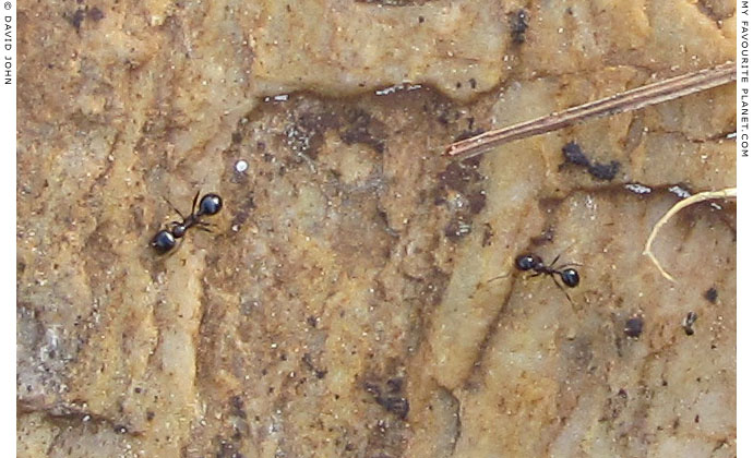 Ants on a slab of ancient marble in Guzelcamli, Turkey at The Cheshire Cat Blog