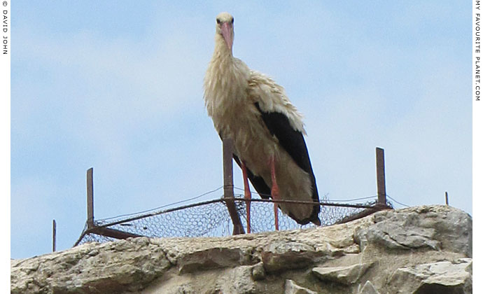 White stork on the arch of the aqueduct in Selcuk, Turkey at The Cheshire Cat Blog