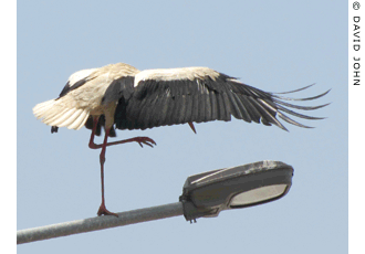 Animation of a young white stork doing the itchy-and-scratchy dance on a streetlamp in Selcuk, Turkey at The Cheshire Cat Blog