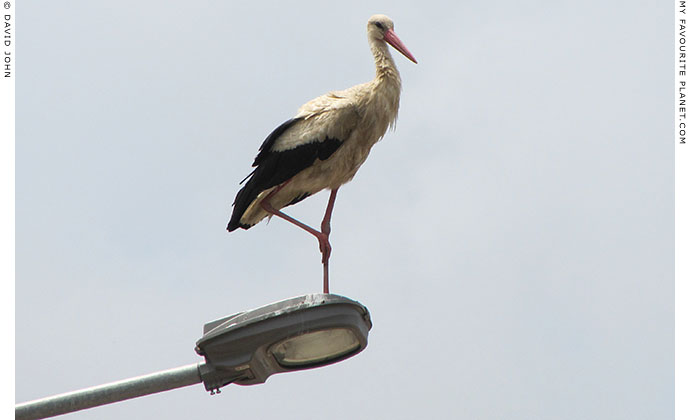 A young white stork standing on a streetlamp in Selcuk, Turkey at The Cheshire Cat Blog