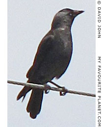 Bird on a telephone wire, Selcuk, Turkey